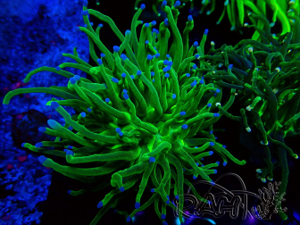WYSIWYG Euphyllia glabrescens (unter LED akklimatisierte Marikultur) 8A3