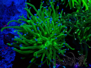 WYSIWYG Euphyllia glabrescens (Maricultured acclimated under LED) 8A3