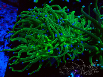 WYSIWYG Euphyllia glabrescens (Marikultur unter LED akklimatisiert) 8A4