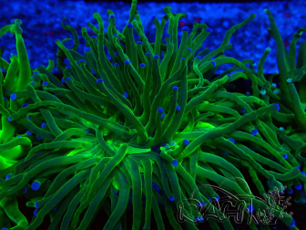 WYSIWYG Euphyllia glabrescens (Mariculture acclimated under LED) 8A5