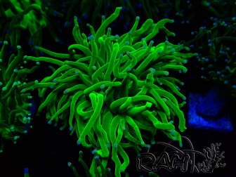 WYSIWYG Euphyllia glabrescens (Maricultura aclimatada bajo LED) 8A6