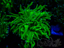 WYSIWYG Euphyllia glabrescens (Marikultur unter LED akklimatisiert) 8A6