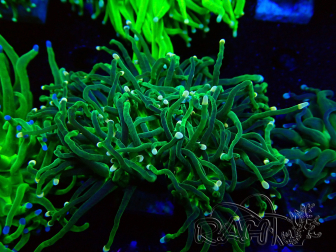 WYSIWYG Euphyllia glabrescens (Mariculture acclimated under LED) 8M1