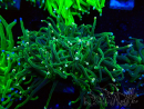 WYSIWYG Euphyllia glabrescens (Maricoltura acclimata sotto LED) 8M1