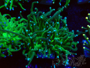 WYSIWYG Euphyllia glabrescens (Maricultura acclimatata sotto LED) 8M2