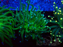 WYSIWYG Euphyllia glabrescens (Mariculture acclimaté sous LED) 8B1