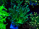 WYSIWYG Euphyllia glabrescens(Maricoltura acclimatata sotto LED) 8B2