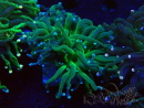 WYSIWYG Euphyllia glabrescens (Mariculture acclimated under LED) 8B3