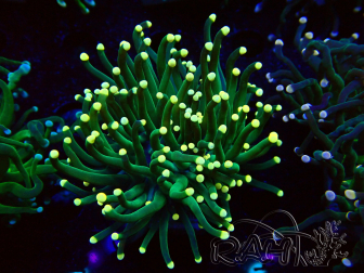 WYSIWYG Euphyllia glabrescens (Marikultur, akklimatisiert unter LED) 8B4