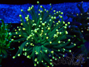 WYSIWYG Euphyllia glabrescens (Mariculture acclimaté sous LED) 8B5
