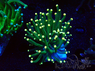 WYSIWYG Euphyllia glabrescens (Mariculture acclimated under LED) 8B6