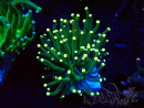WYSIWYG Euphyllia glabrescens (Mariculture acclimaté sous LED) 8B6