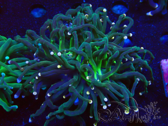 WYSIWYG Euphyllia glabrescens (Maricultura acclimatata sotto LED) 8M3