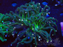 WYSIWYG Euphyllia glabrescens (Mariculture acclimaté sous LED) 8M3