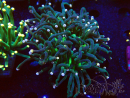 WYSIWYG Euphyllia glabrescens (Mariculture acclimaté sous LED) 8B8