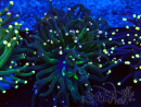 WYSIWYG Euphyllia glabrescens (Marikultur akklimatisiert unter LED) 8C1