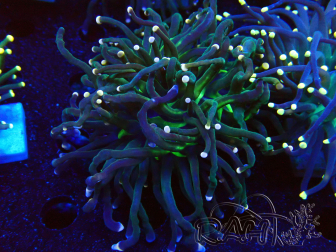 WYSIWYG Euphyllia glabrescens Nuclear Fusion (Maricultura aclimatada bajo LED) 8C2