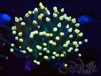 WYSIWYG Euphyllia glabrescens (Mariculture acclimaté sous LED) 8C3