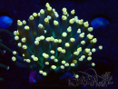 WYSIWYG Euphyllia glabrescens (Mariculture acclimated under LED) 8C3