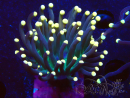 WYSIWYG Euphyllia glabrescens (Maricoltura acclimatata sotto LED) 8C4