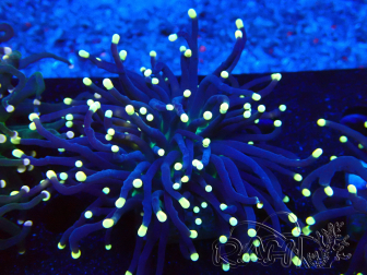 WYSIWYG Euphyllia glabrescens (Acclimated Mariculture under LED) 8C5