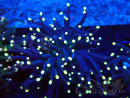 WYSIWYG Euphyllia glabrescens (Maricultura aclimatada bajo LED) 8C5