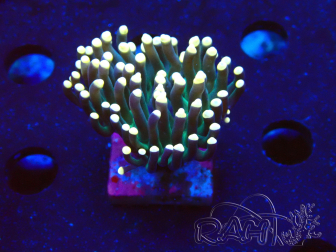 WYSIWYG Euphyllia glabrescens (Marikultur, akklimatisiert unter LED) 8M5