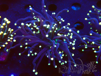 WYSIWYG Euphyllia glabrescens (Acuicultura aclimatada bajo LED) 8M6