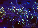 WYSIWYG Euphyllia glabrescens (Mariculture acclimaté sous LED) 8M6