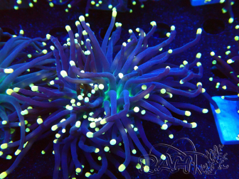 WYSIWYG Euphyllia glabrescens (Marikultur, akklimatisiert unter LED) 8D2