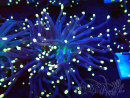 WYSIWYG Euphyllia glabrescens (Mariculture acclimated under LED) 8D2