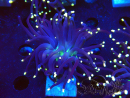 WYSIWYG Euphyllia glabrescens (Maricoltura acclimatata sotto LED) 8D3