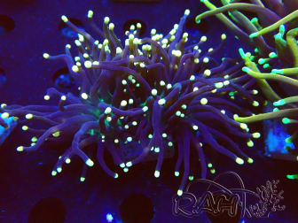 WYSIWYG Euphyllia glabrescens (Mariculture acclimated under LED) 8D4