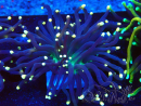 WYSIWYG Euphyllia glabrescens (Marikultur akklimatisiert unter LED) 8D5