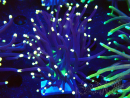 WYSIWYG Euphyllia glabrescens (Mariculture acclimated under LED) 8D6