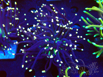 WYSIWYG Euphyllia glabrescens (Mariculture acclimaté sous LED) 8D7