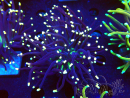 WYSIWYG Euphyllia glabrescens (Mariculture acclimaté sous LED) 8N1