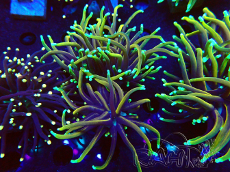 WYSIWYG Euphyllia glabrescens (Marikultur, akklimatisiert unter LED) 8N2
