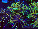 WYSIWYG Euphyllia glabrescens (Mariculture acclimated under LED) 8N2