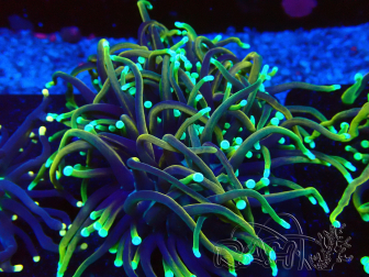 WYSIWYG Euphyllia glabrescens (Mariculture acclimated under LED) 8E1