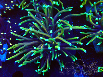 WYSIWYG Euphyllia glabrescens (Mariculture acclimated under LED) 8E2