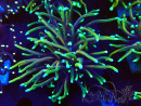 WYSIWYG Euphyllia glabrescens (Maricultura aclimatada bajo LED) 8E2