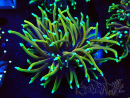 WYSIWYG Euphyllia glabrescens (Maricoltura acclimatata sotto LED) 8E3