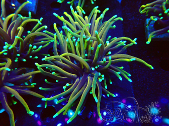 WYSIWYG Euphyllia glabrescens (Maricultura aclimatada bajo LED) 8E4