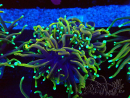 WYSIWYG Euphyllia glabrescens (Marikultur unter LED akklimatisiert) 8E5
