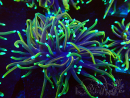 WYSIWYG Euphyllia glabrescens (Marikultur akklimatisiert unter LED) 8E6
