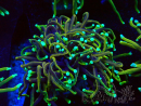 WYSIWYG Euphyllia glabrescens (Maricultured acclimated under LED) 8N3