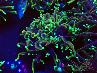 WYSIWYG Euphyllia glabrescens Super Bright (Marikultur, akklimatisiert unter LED) 8N4