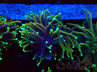 WYSIWYG Euphyllia glabrescens (Maricultura acclimatata sotto LED) 8F1
