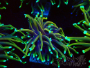 WYSIWYG Euphyllia glabrescens (Mariculture acclimated under LED) 8F2
